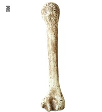 Pravěká kost, 36 cm