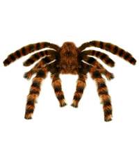 Obří tarantule, 65 cm