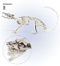 Pohyblivá kostra krysy (38 cm)