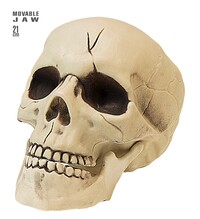 Lebka s pohyblivou čelistí, 21 cm