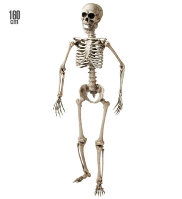 Pohyblivá kostra, 160 cm