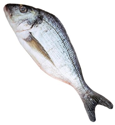 Ryba 55 cm