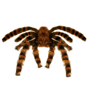 Obří tarantule, 65 cm