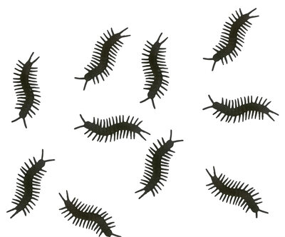 Balení 10 stonožek, 10 ks